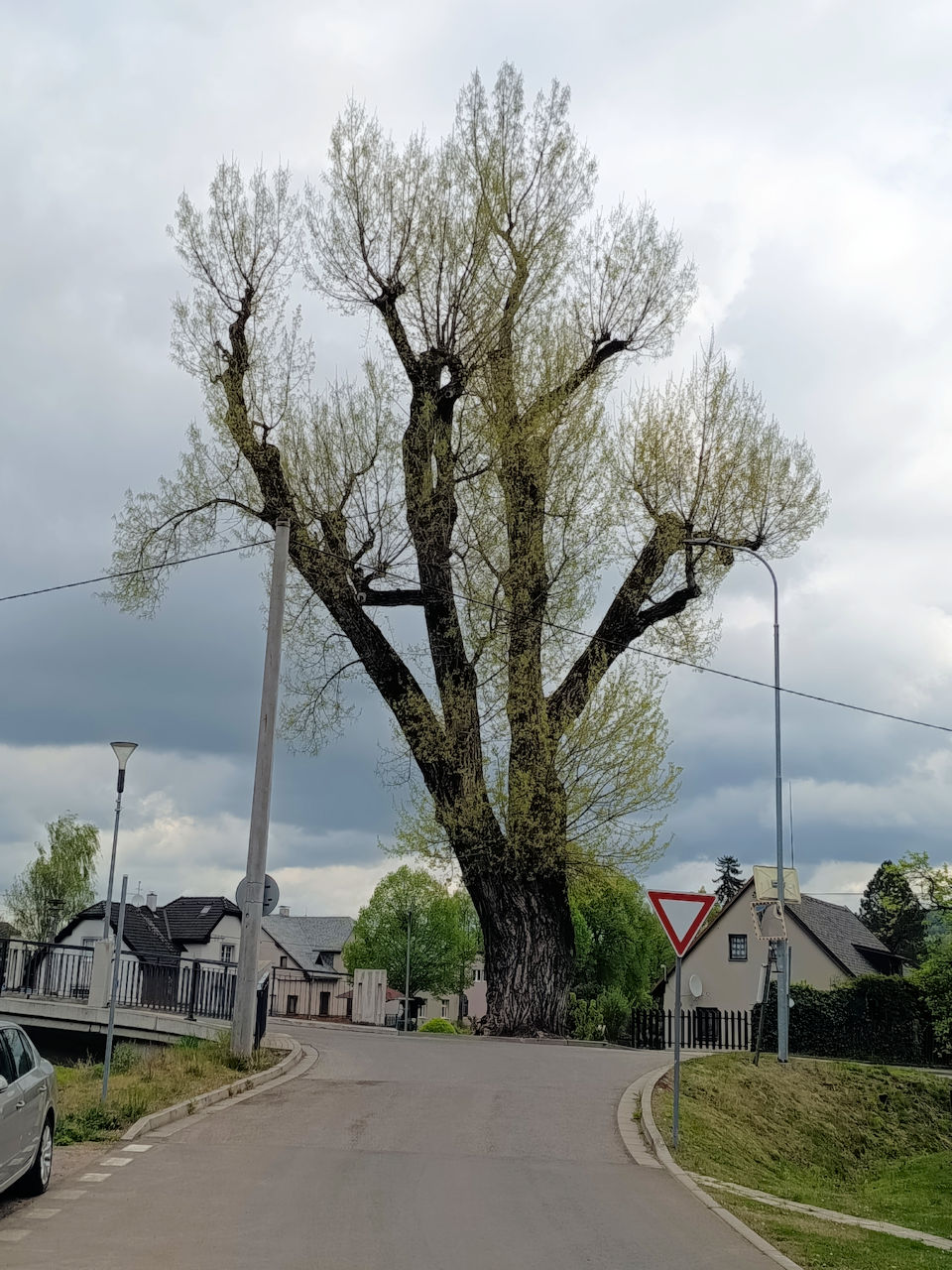 Ořez topolu v Bělovsi