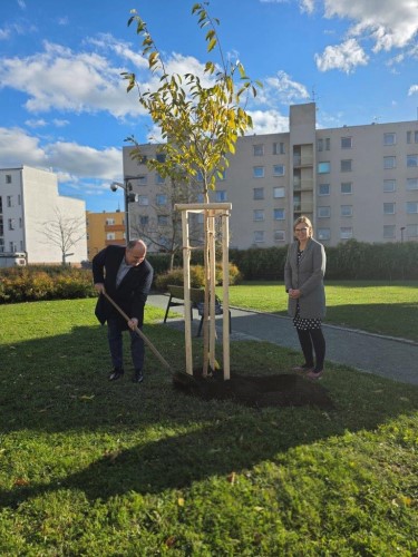 Sakura ptelstv  dar Nchoda Hradci Krlov k 800. vro